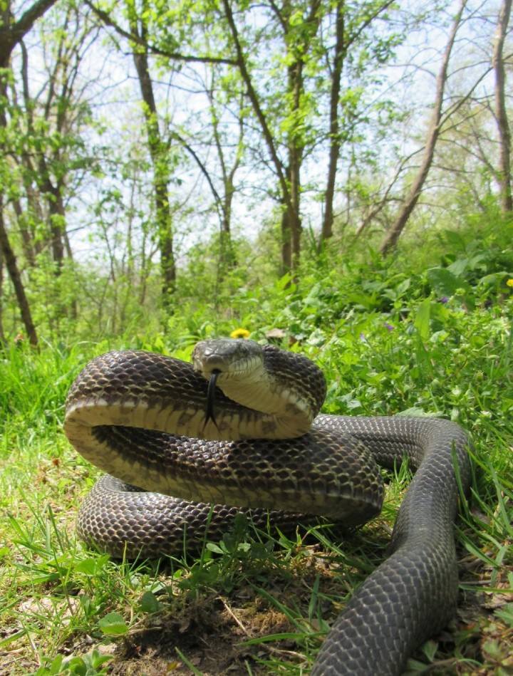 Black Rat Snake